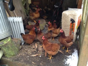 Hiding out in the woodshed to avoid the weather.