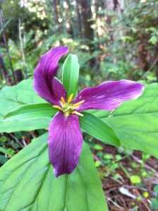 Trillium in the redwoods spring 2013