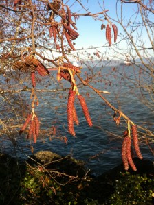 Red Alder catkins during a sun brake in March 2014