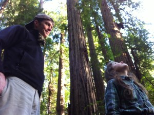 amongst some young redwoods