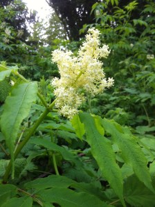 Red Elder flower
