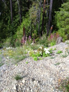 Plants colonizing a slide area.