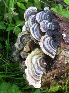 Fungi create beauty on a storm felled tree- continuing life after death.
