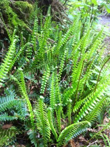 Ferns coming up in the disturbed earth left by an uprooted tree.