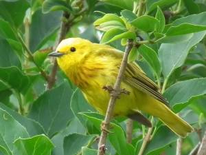 Yellow Warbler (Thanks to Wikipedia)
