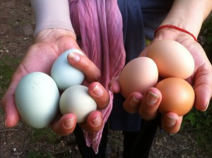 Different breeds of chicken lay different colored eggs. 
