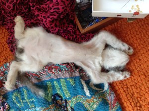 Sparky the Cat is trying to teach me to set it all down and relax.