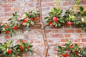 Beautifully sculpted espalier apple tree