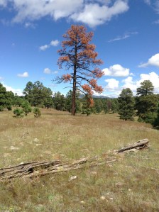 Dead Ponderosa Pine on N-Bar Ranch.