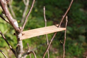 Branch spreader used in orchard craft to widen the branch angle on a young fruit tree