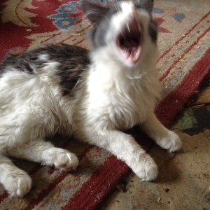 Mr. RatBag gives a mighty yawp!