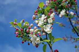 sweet apple blossoms