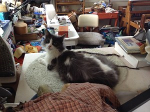 Mr. Sparky in his favorite place to sleep on the messy side of the studio.