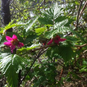 Salmon Berry vines are blooming in the shadows.