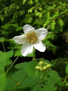 Thimble Berry blossom in the woods.