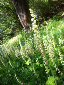 Fringe cup blooming on a hillside near Alderbrook beach