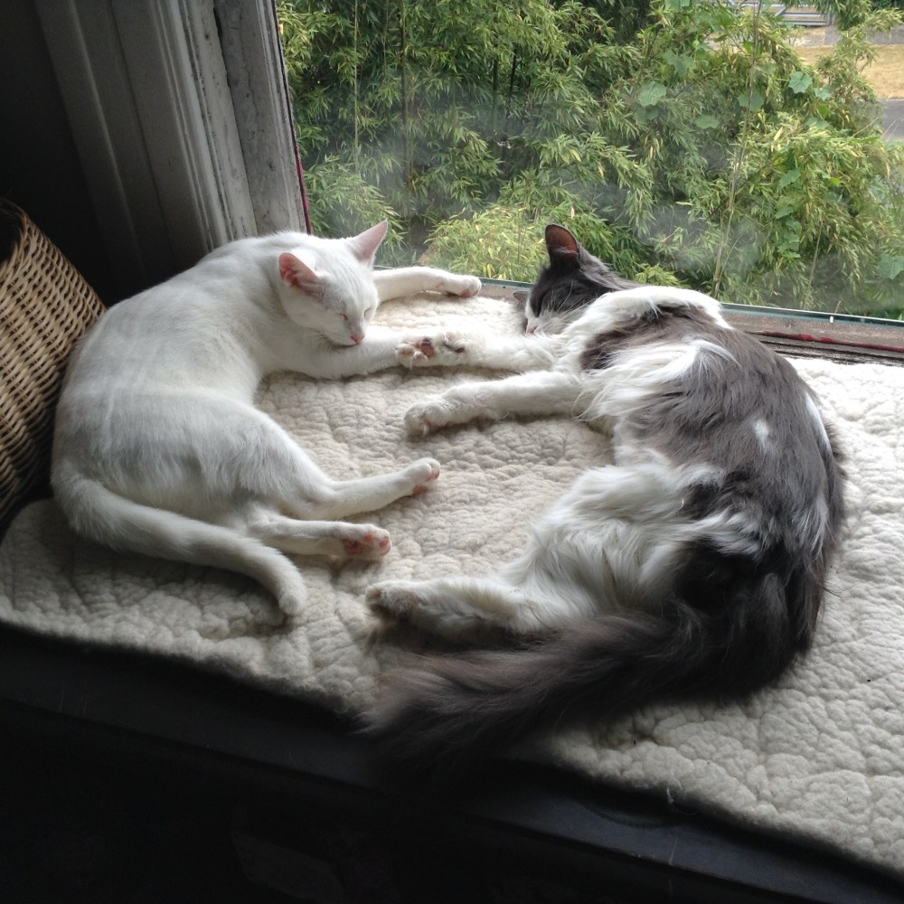 Yin -Yang Sleep summer 2015