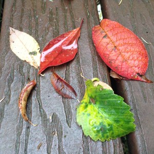 the deck is covered in leaves freed by the wind
