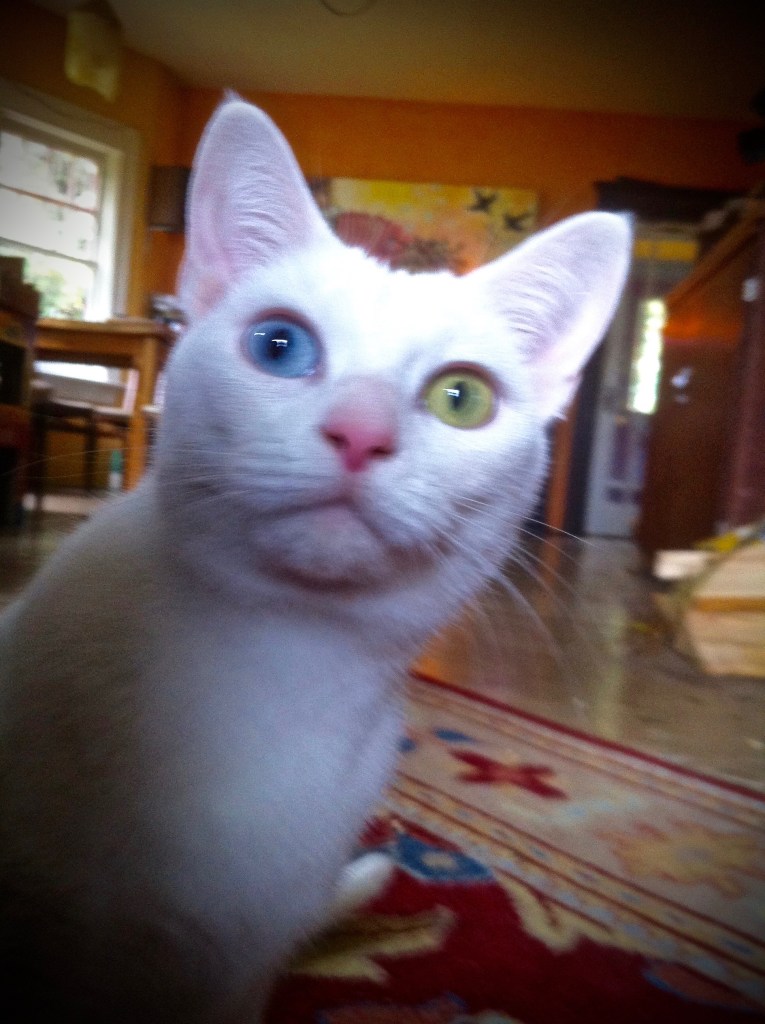 Where Have you been?