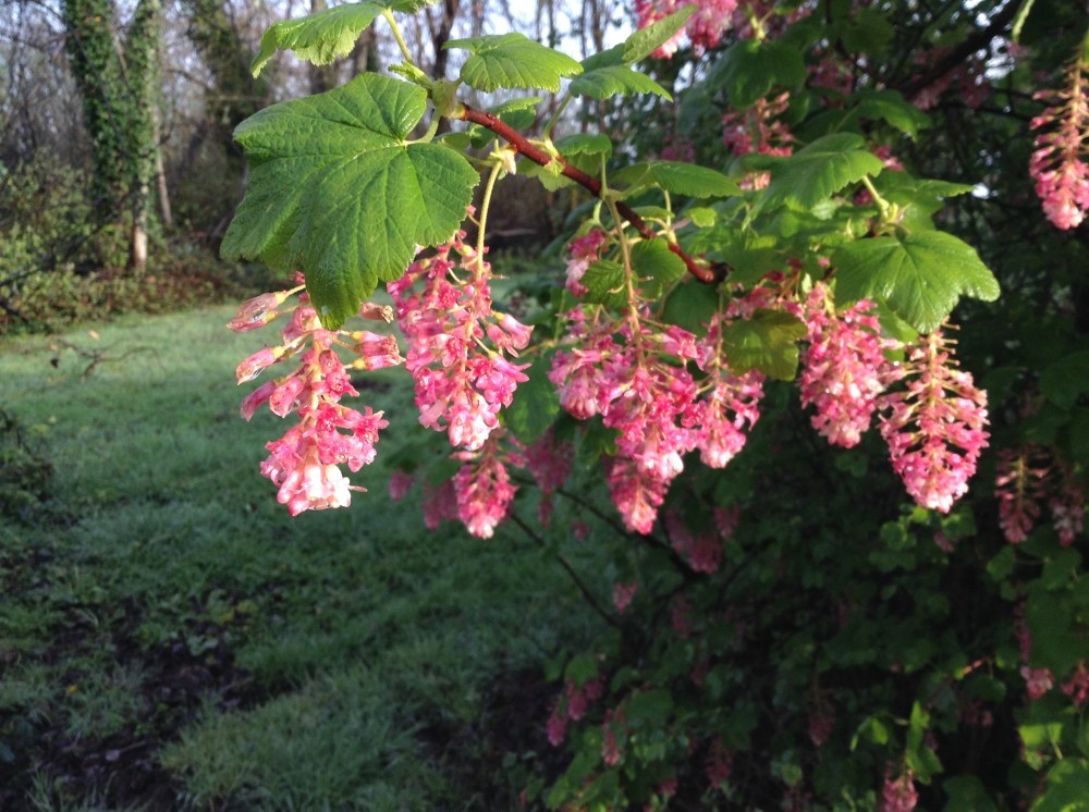 Red Flowering Currant - alive with native pollinators.