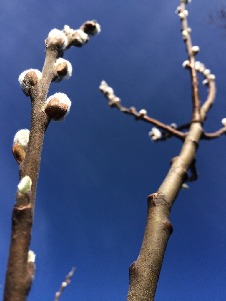 willow loveliness against a spring sky