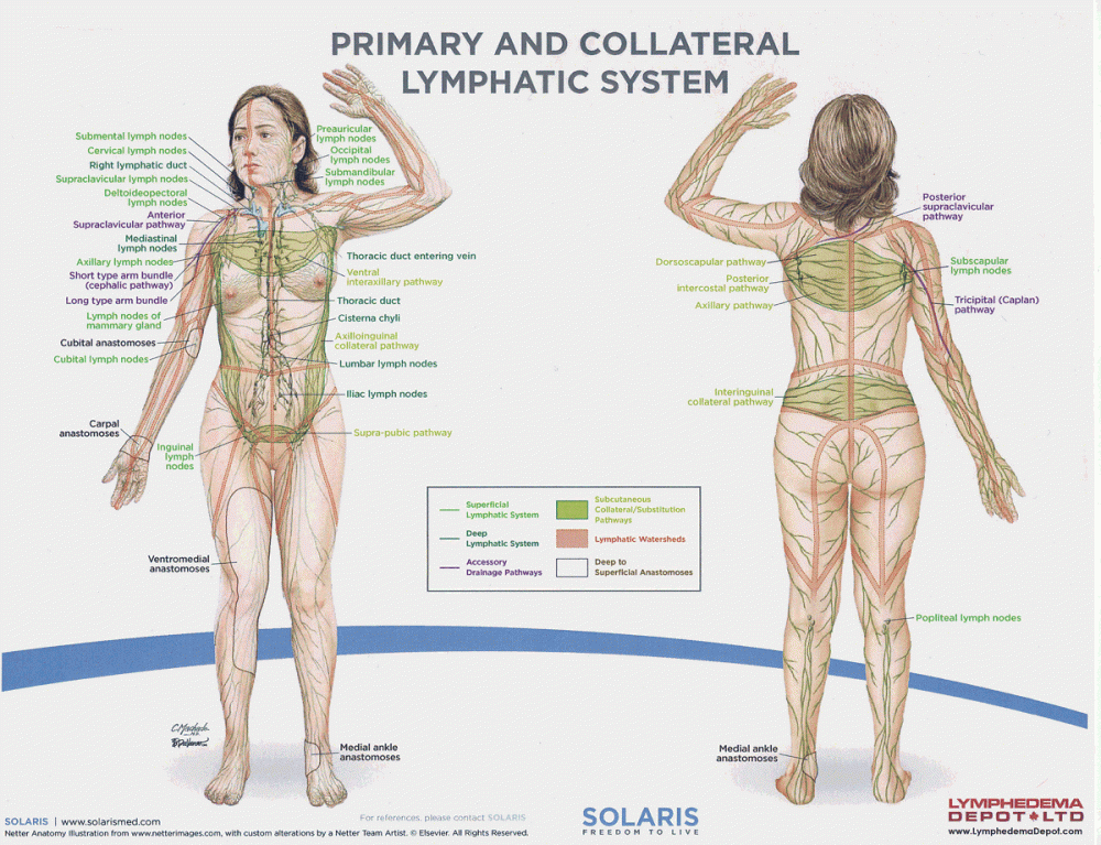 Lymph system