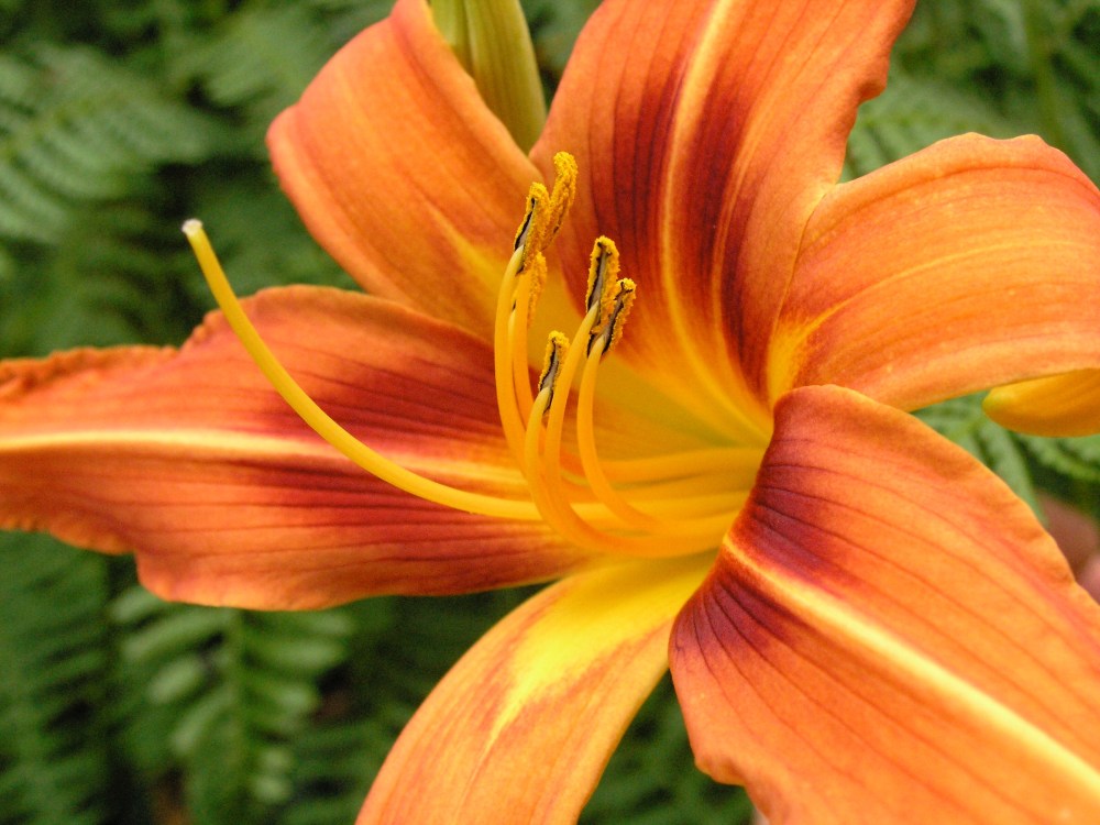 OLYMPUS DIGITAL CAMERA