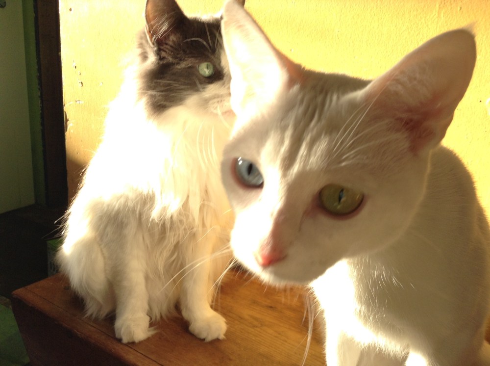 Fully functioning three legged version.