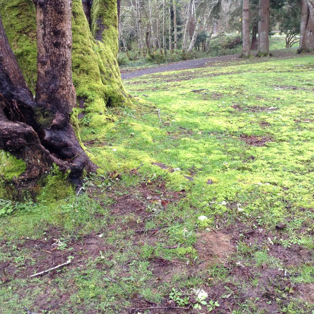 slowing down to the speed of moss