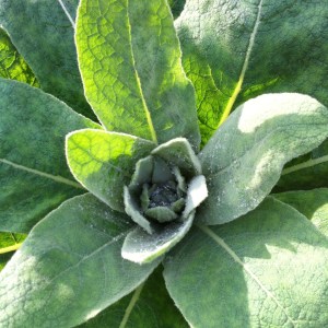 Fourth Chakra is the Heart Chakra, color is green