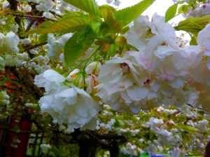 apple blossoms are one of the sensory pleasures of Spring, scent, beauty and the sound of bees...