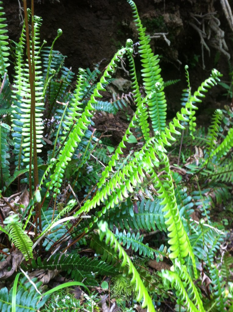 Beautiful deer ferns