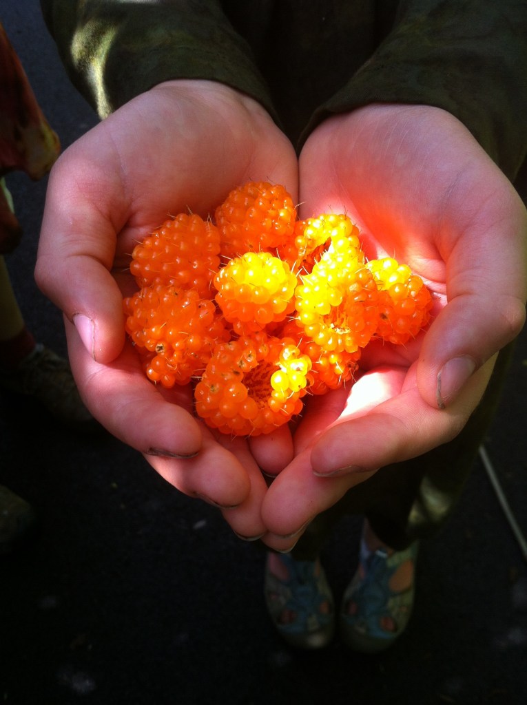 Salmon Berries in a glance of sun last spring.