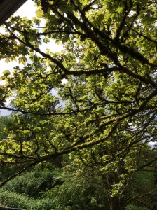 A view out my kitchen window while doing dishes in April