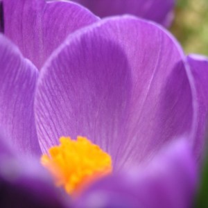 Seventh Chakra, the crown chakra is violet 