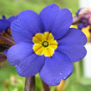 Sixth Chakra, the brow Chakra is indigo