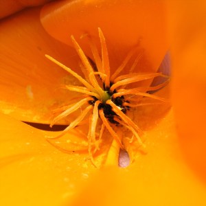 Second Chakra color is orange.