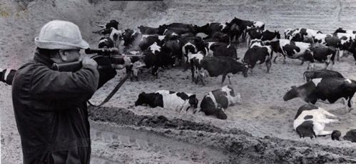 Shooting poisoned dairy cows during the Michigan PBB disaster. Image from the Detroit Free Press