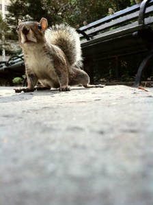 A Manhattan Squirrel.