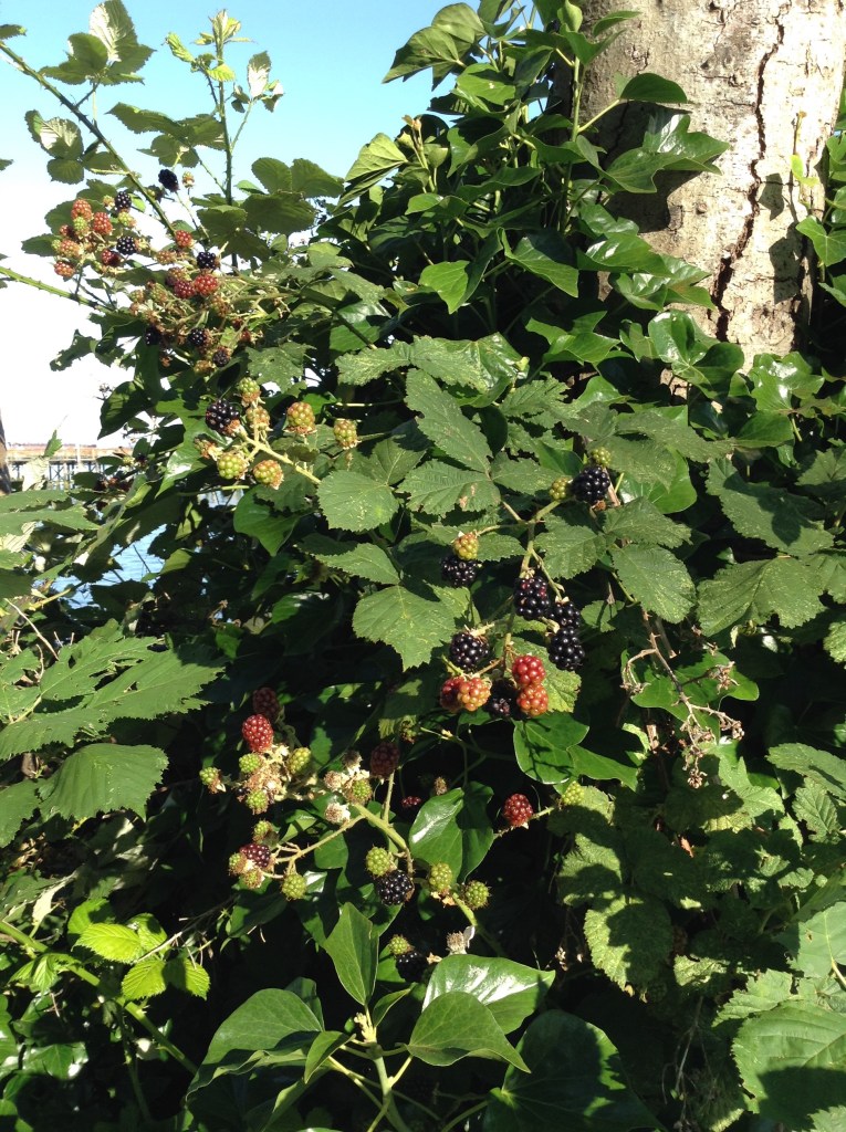 Berries in the morning sun on my walk to work.