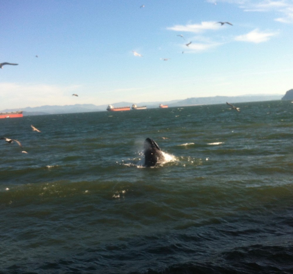 Humpback whale breaching in the Columbia River in 2015.