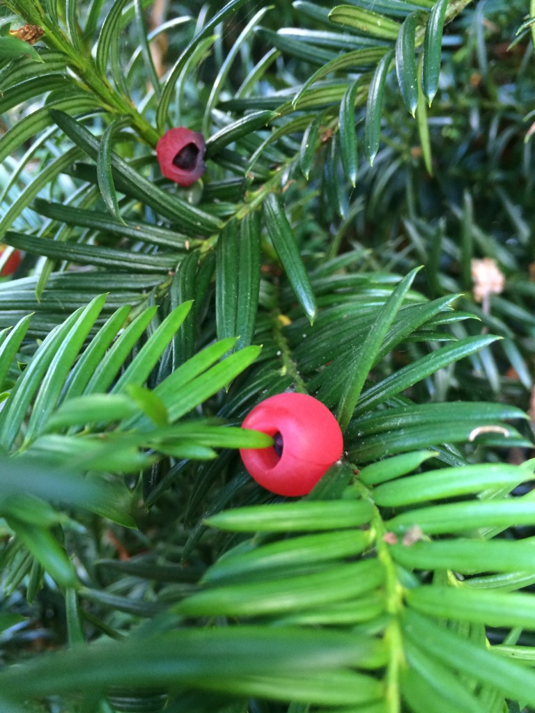 Pacific Yew