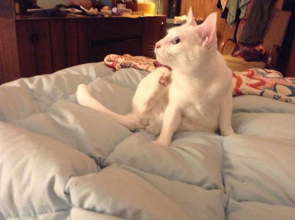 Zen Master Healer, in the midst of some self-care.