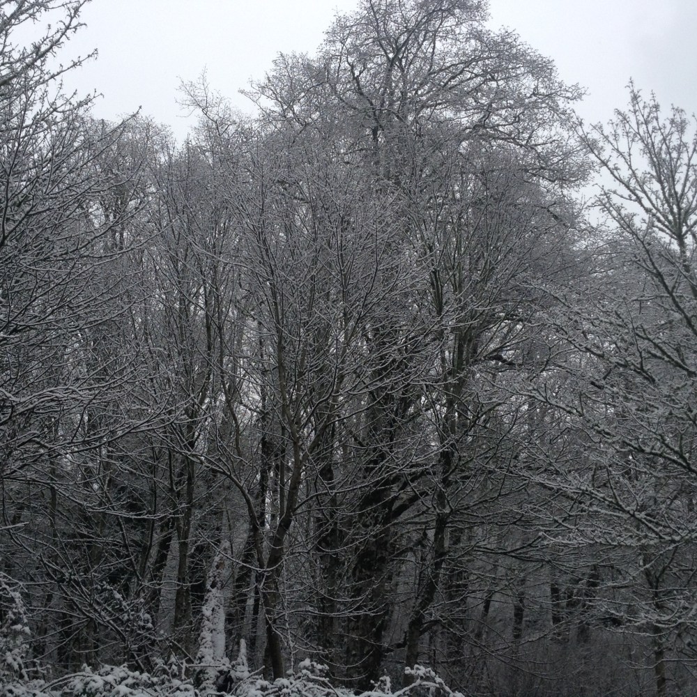 Snow in the Northwest - what is the world coming to?